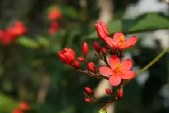 海棠花几月份开花