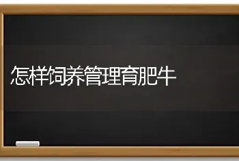 怎样饲养管理育肥牛