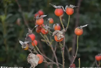 月季花结的果子能做种子吗