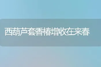 西葫芦套香椿增收在来春