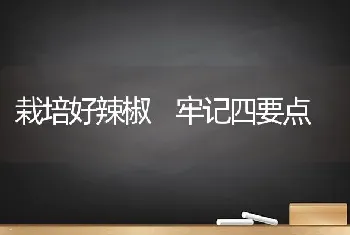 栽培好辣椒 牢记四要点