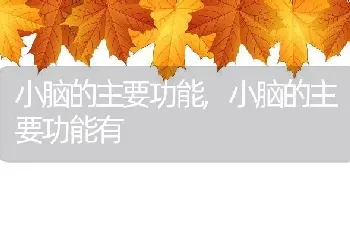 小脑的主要功能