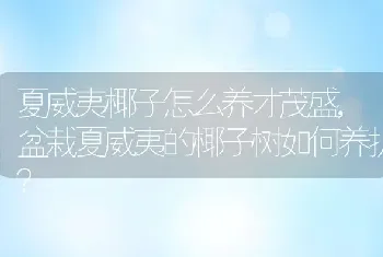 夏威夷椰子怎么养才茂盛