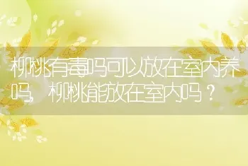 柳桃有毒吗可以放在室内养吗