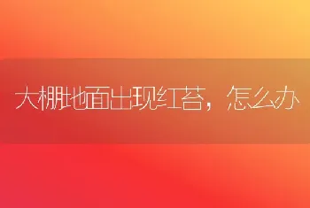 大棚地面出现红苔,怎么办