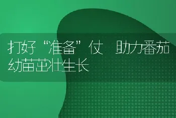 打好“准备”仗 助力番茄幼苗茁壮生长