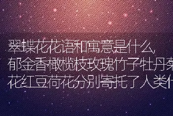 翠蝶花花语和寓意是什么