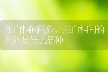 黑白相间的狗,黑白相间的狗狗是什么品种