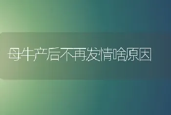 母牛产后不再发情啥原因