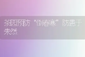 茶园预防“倒春寒”防患于未然