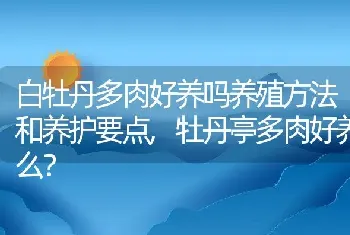 白牡丹多肉好养吗养殖方法和养护要点