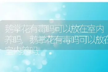 鹅掌花有毒吗可以放在室内养吗