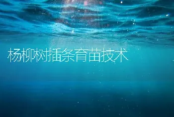 杨柳树插条育苗技术