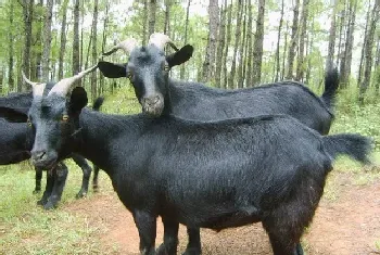 黑山羊图片