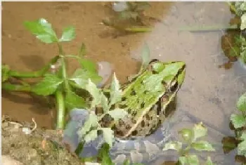 野生青蛙多少钱一斤