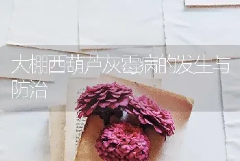 大棚西葫芦灰霉病的发生与防治