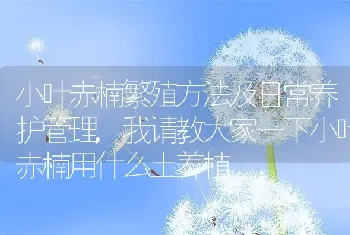 小叶赤楠繁殖方法及日常养护管理