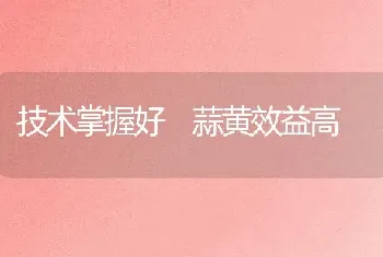 技术掌握好 蒜黄效益高