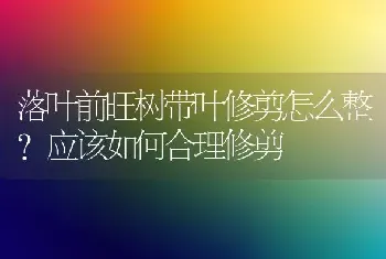 落叶前旺树带叶修剪怎么整?应该如何合理修剪