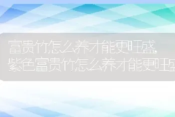 富贵竹怎么养才能更旺盛