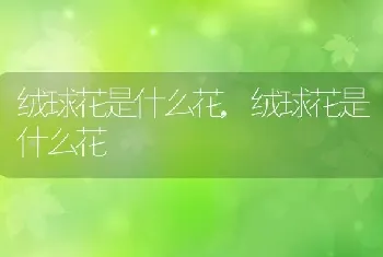 绒球花是什么花