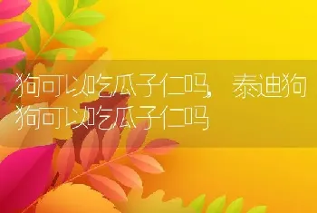 狗可以吃瓜子仁吗,泰迪狗狗可以吃瓜子仁吗