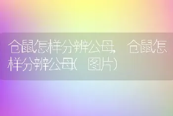 仓鼠怎样分辨公母