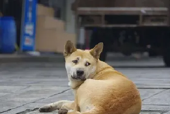 养中华田园犬的十大坏处