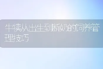 牛犊从出生到断奶的饲养管理技巧