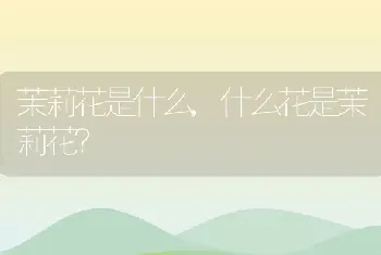 茉莉花是什么