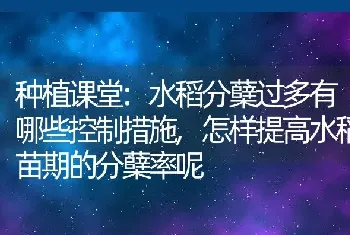 迎春花长什么样子