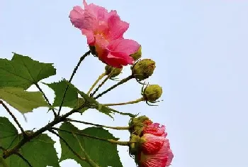 怎样给芙蓉花剪枝