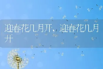 迎春花几月开