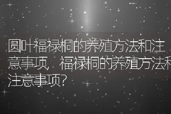 圆叶福禄桐的养殖方法和注意事项