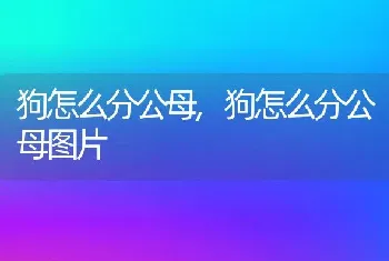 狗怎么分公母