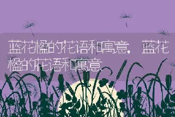 蓝花楹的花语和寓意