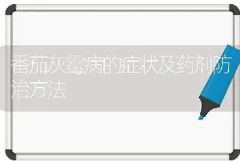 番茄灰霉病的症状及药剂防治方法