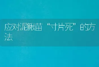 应对泥鳅苗“寸片死”的方法