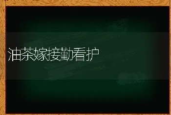 油茶嫁接勤看护