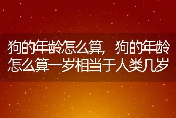 狗的年龄怎么算,狗的年龄怎么算一岁相当于人类几岁