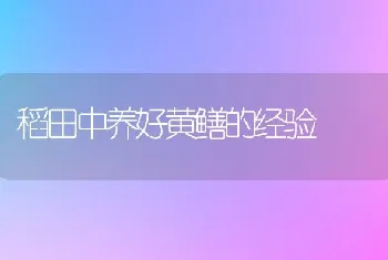 稻田中养好黄鳝的经验