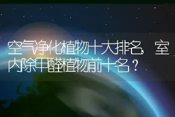 空气净化植物十大排名