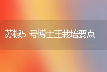 苏椒5号博士王栽培要点