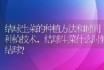 结球生菜的种植方法和时间种植技术