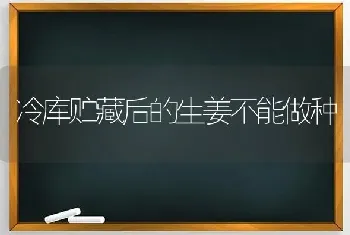 冷库贮藏后的生姜不能做种