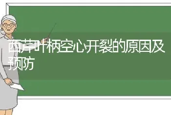 西芹叶柄空心开裂的原因及预防