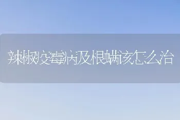 辣椒疫霉病及根螨该怎么治