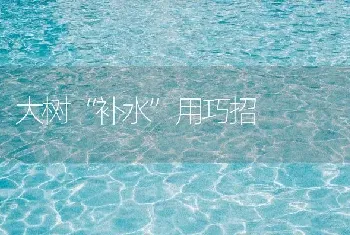 大树“补水”用巧招