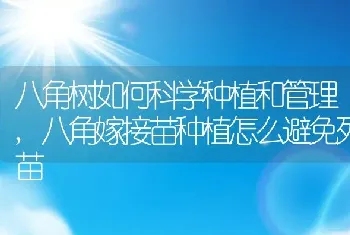 八角树如何科学种植和管理