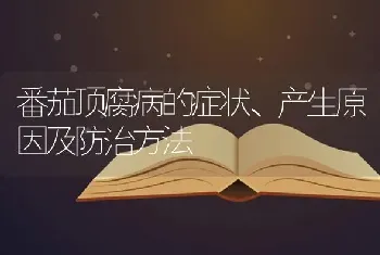 番茄顶腐病的症状、产生原因及防治方法